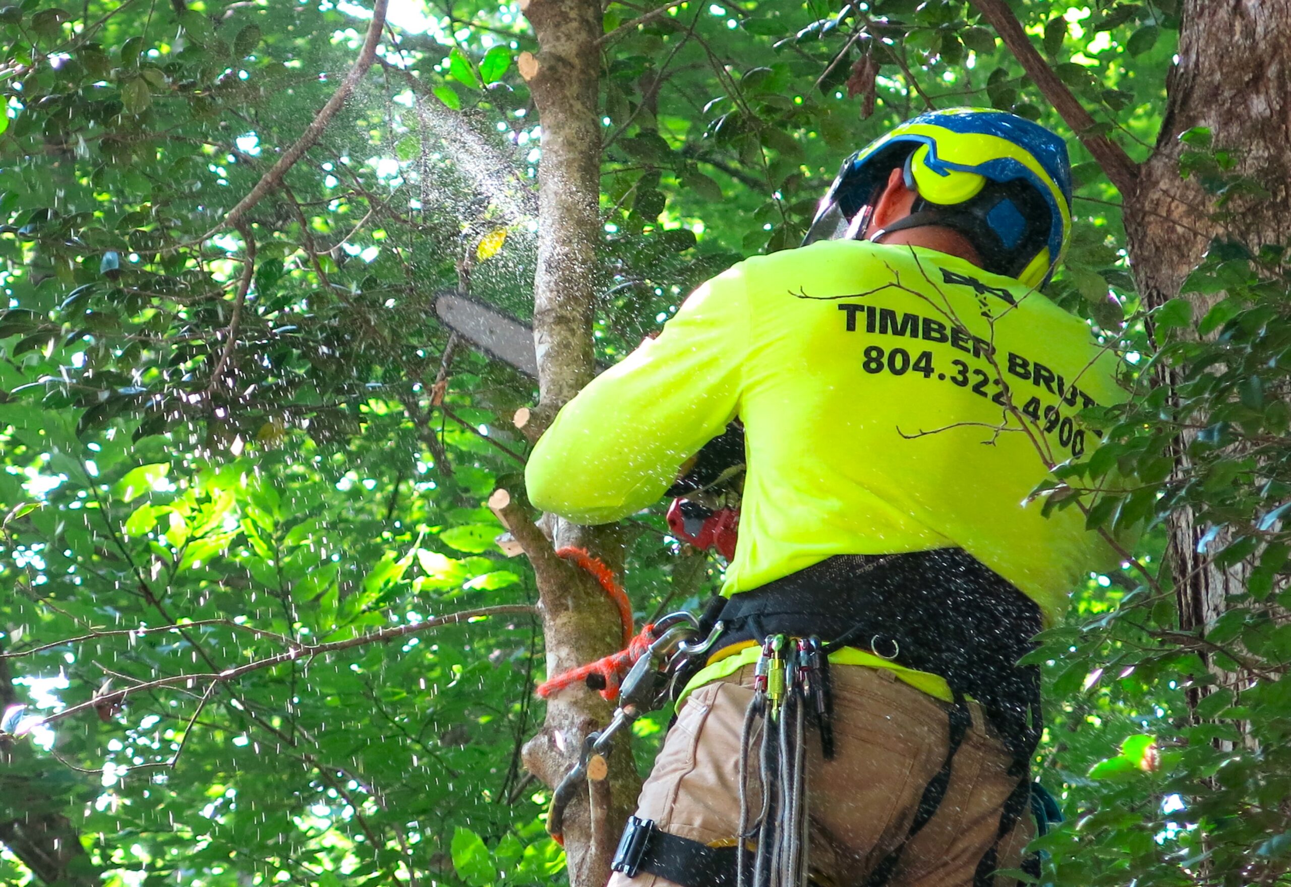 Professional Tree Removal in Short Pump, VA