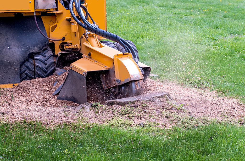 Choosing a Tree Service for Stump Grinding