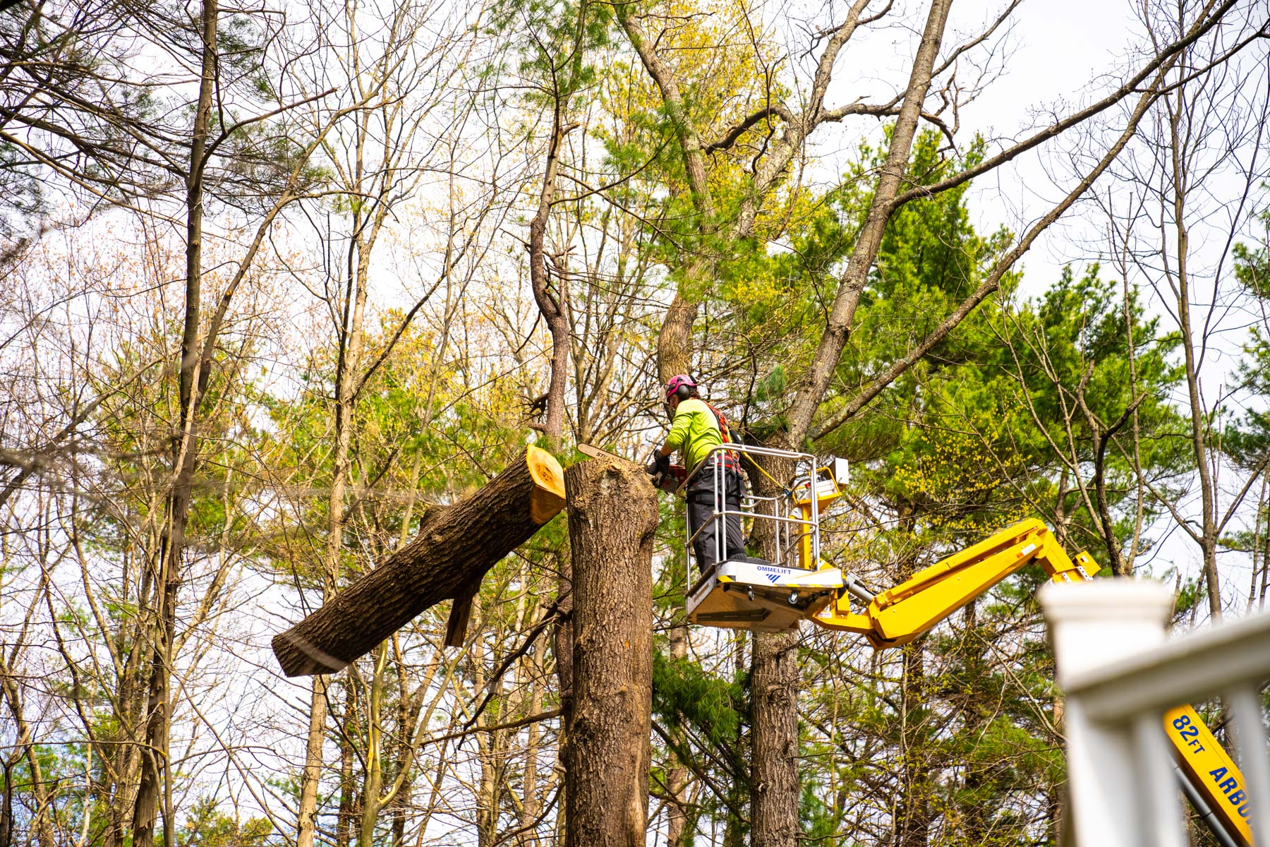 How We Complete Your Tree Removal