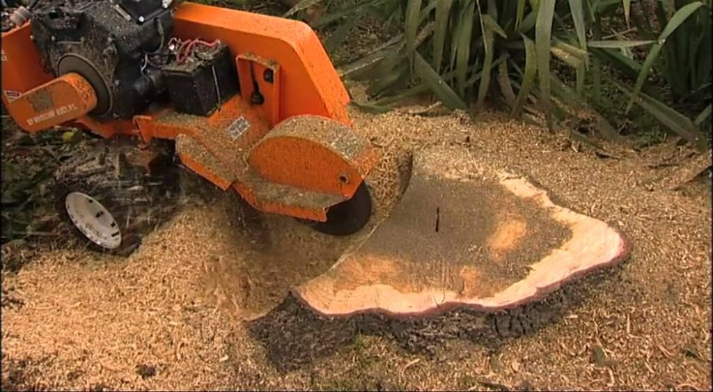 How stump grinding vs full stump removal works