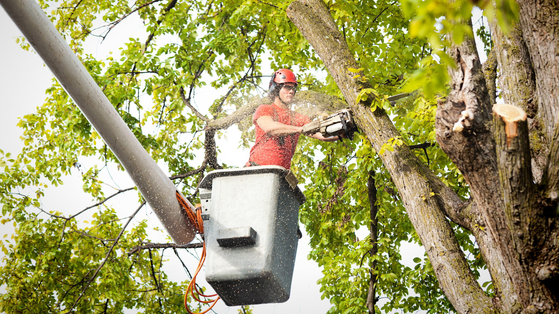 Professional Tree Removal in Manakin, VA