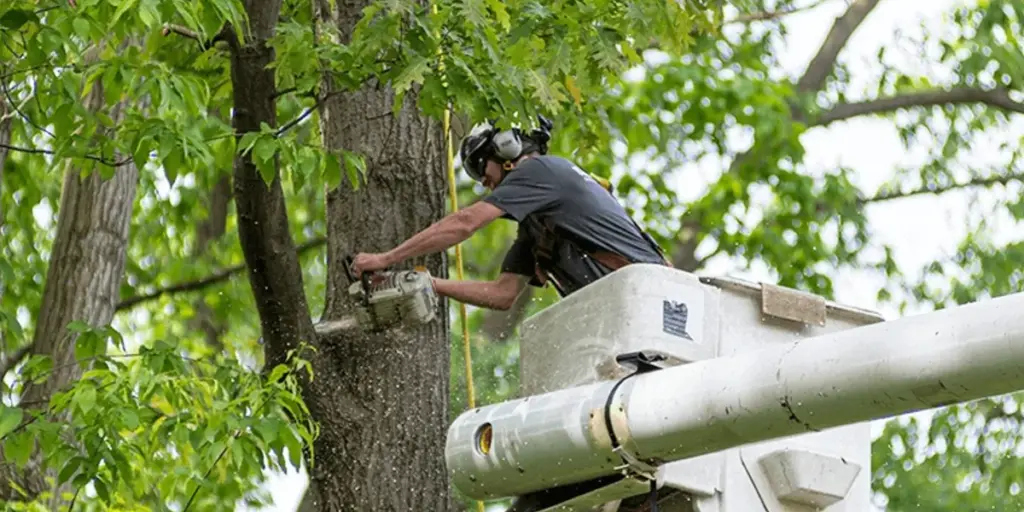 Safety & Equipment Used in Tree Removal