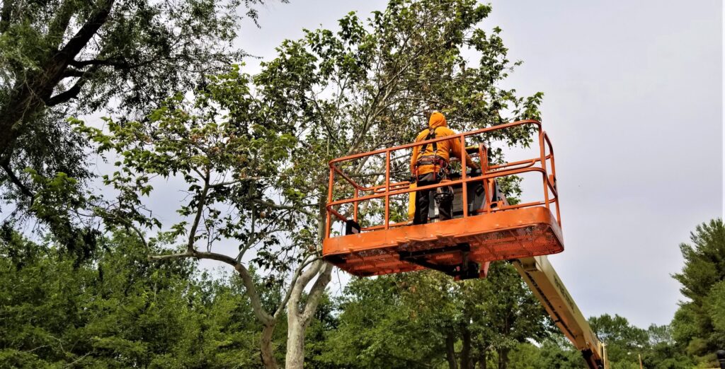 Step-by-Step: How to Hire a Tree Removal Company