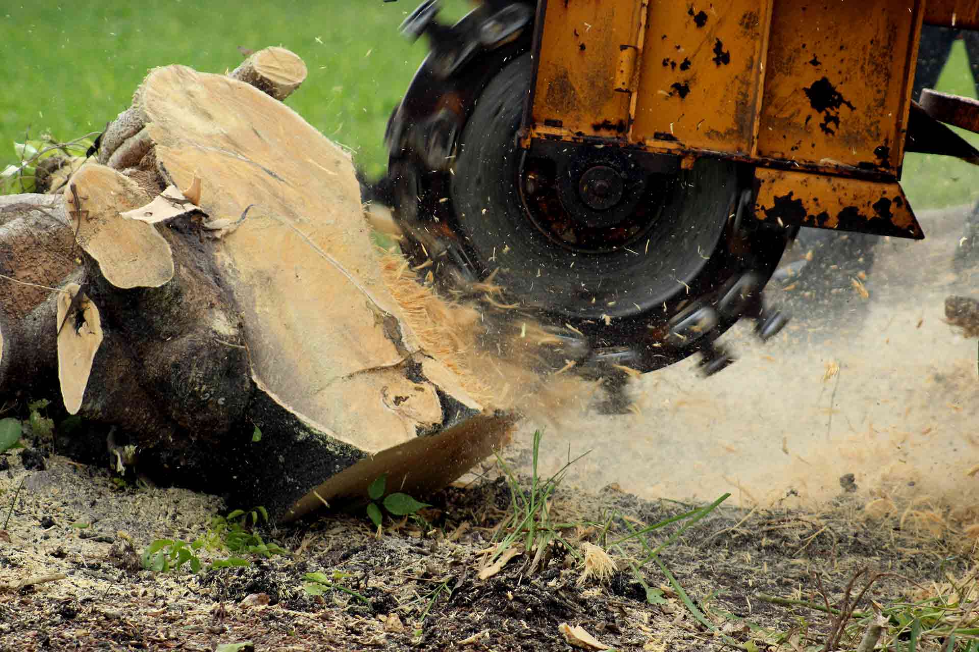 What Is Tree Stump Removal