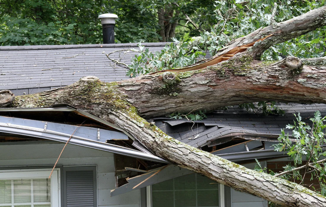 What to Do When a Tree Falls on Your House