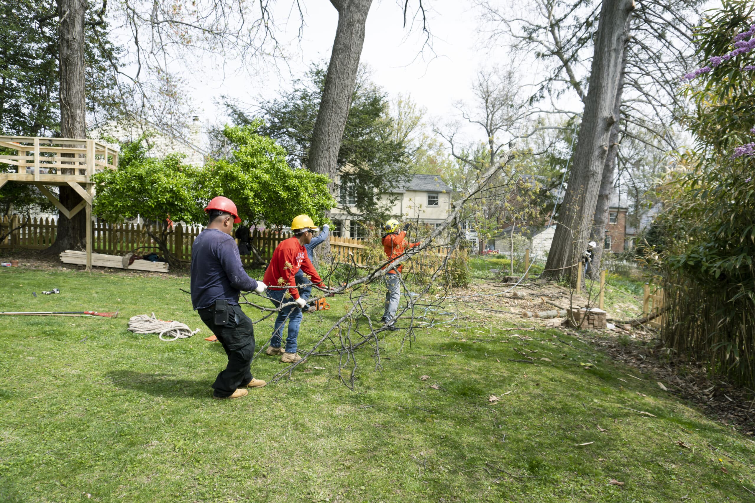 Why Choose Professional Tree Removal in Rockville, VA