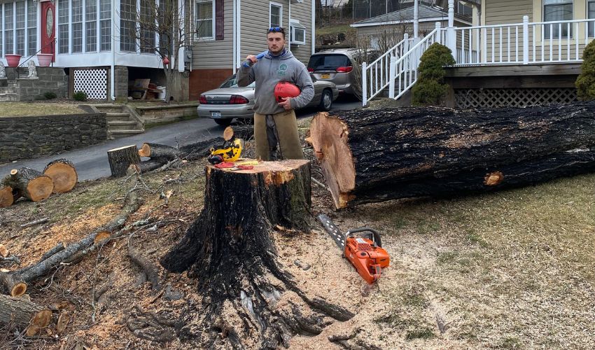 Why Homeowners Choose Stump Grinding