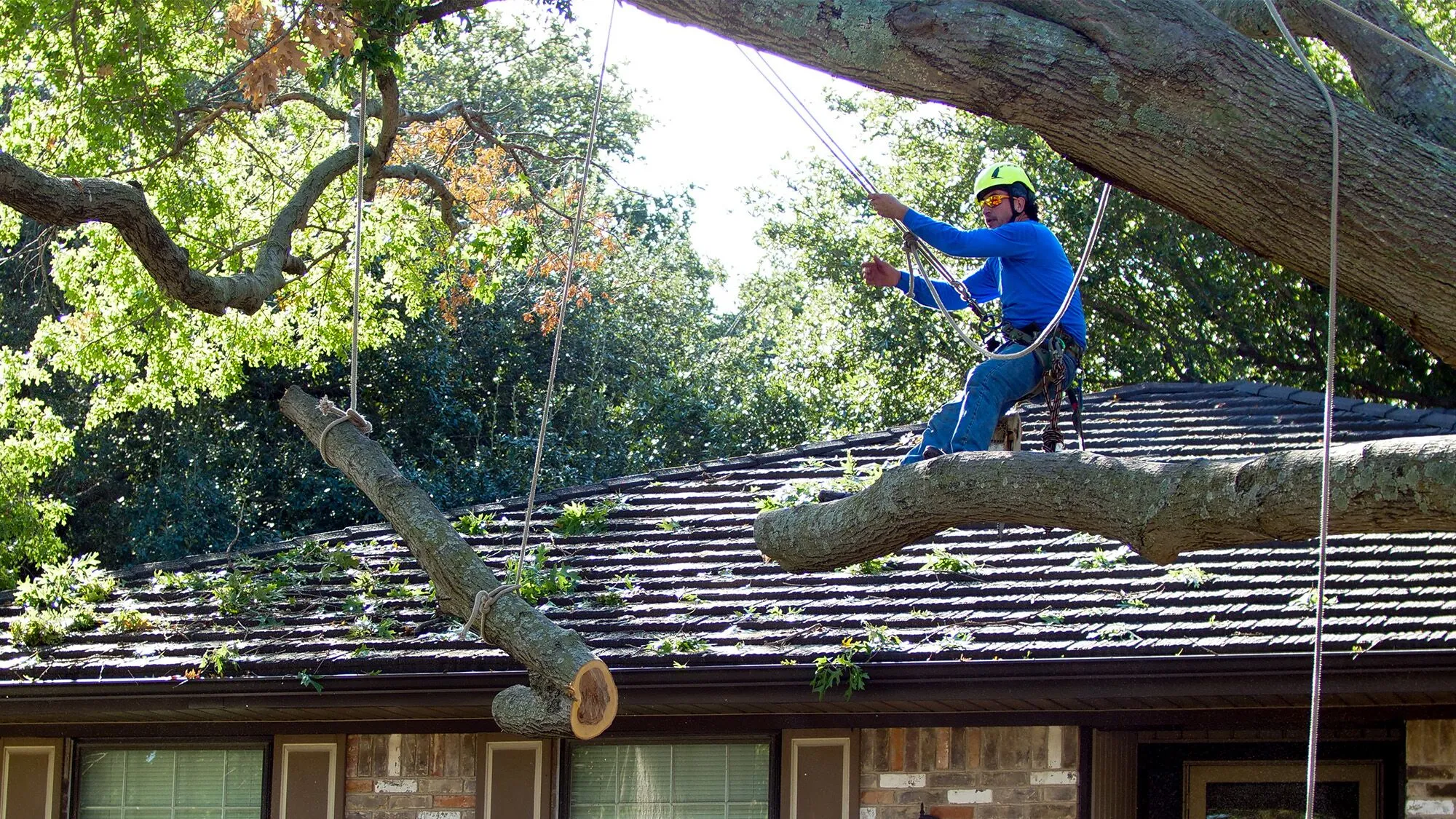 Why Safe Tree Removal Matters for Your Property in Highland Springs
