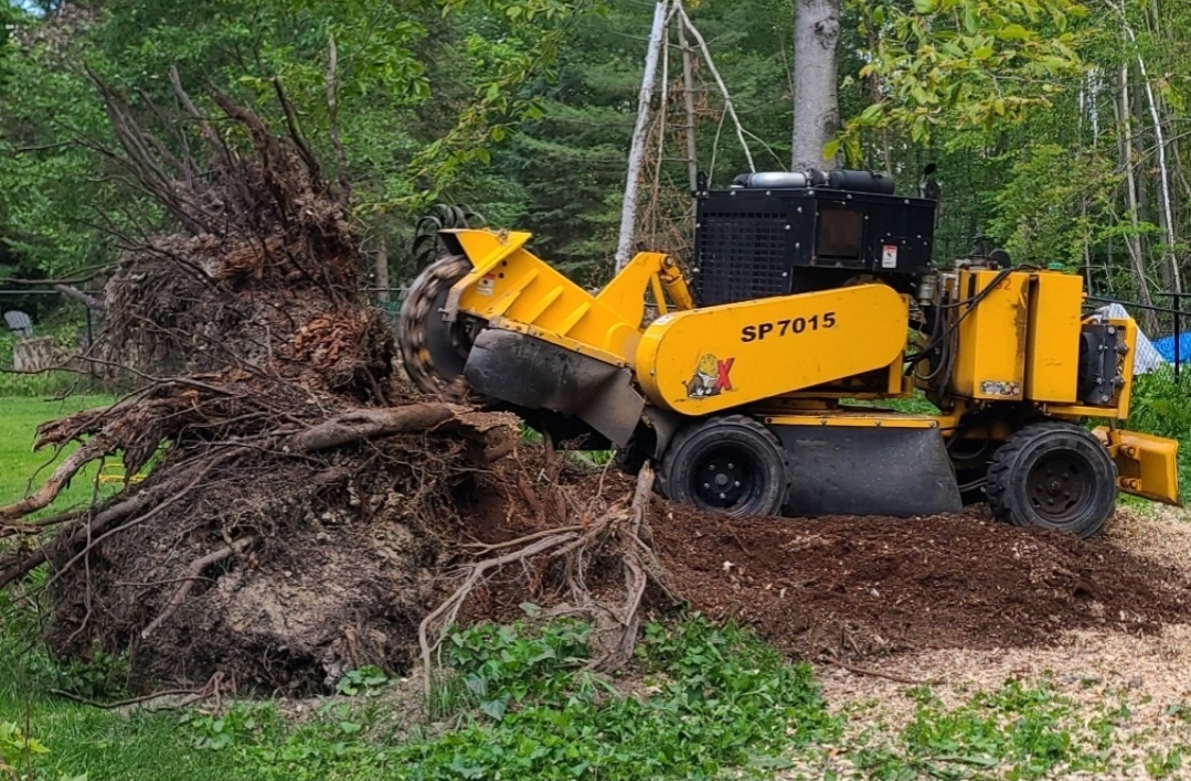Why Tree Removal Matters for Your Property