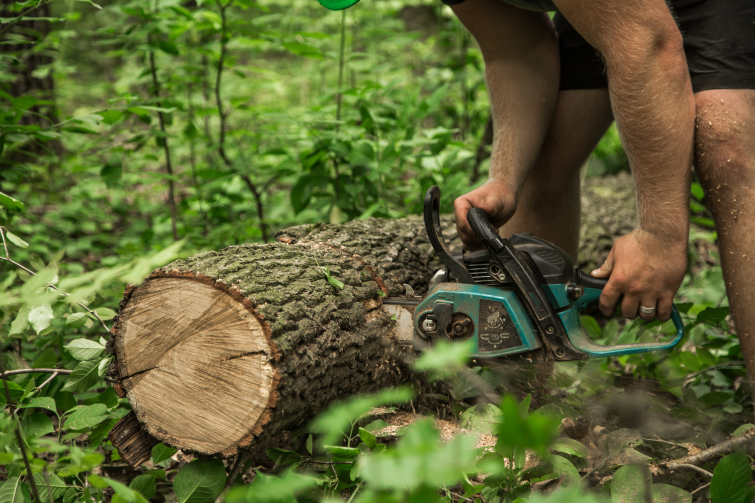 Why Tree Removal Matters for Your Property’s Safety and Value