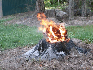 Are Burning Tree Stumps Dangerous?