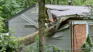 Does House Insurance Cover Tree Removal