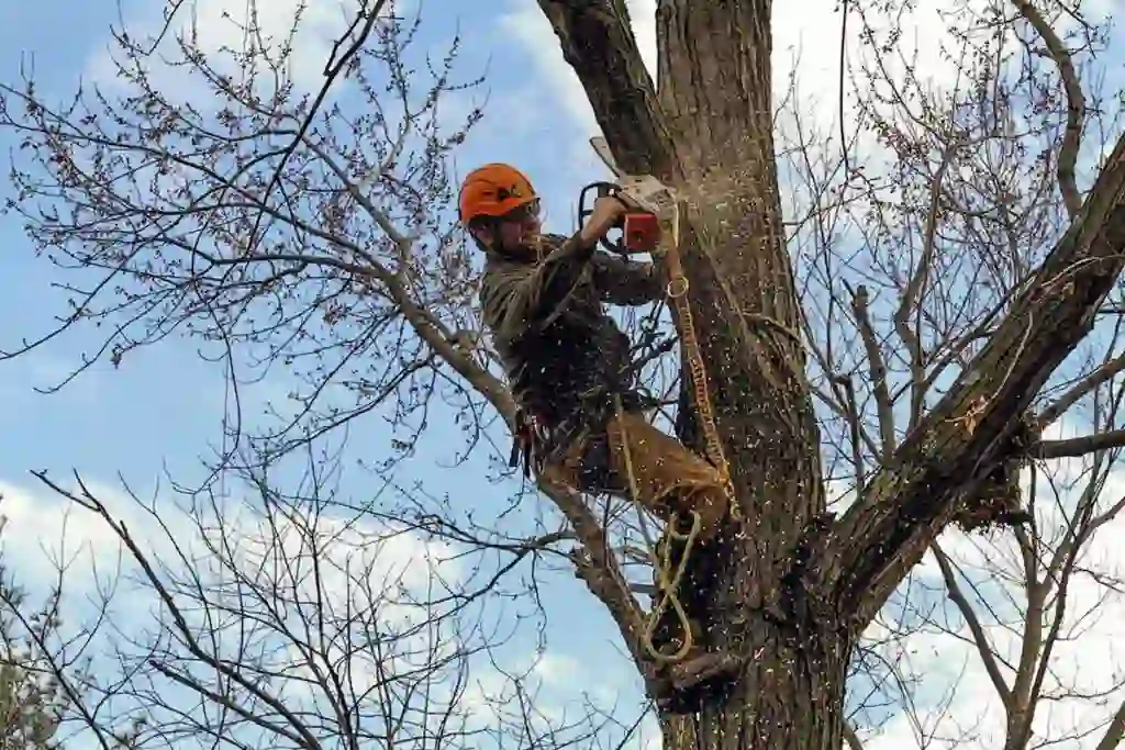 Expert Tree Removal in Chester, VA | Timber Brute