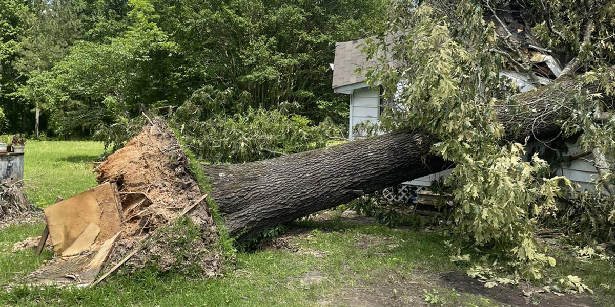 How Do You Prevent Future Tree Problems