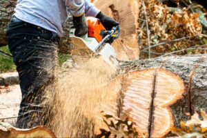 Is Tree Stump Removal Necessary?