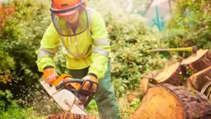 What Is the Cheapest Time of Year for Tree Removal?