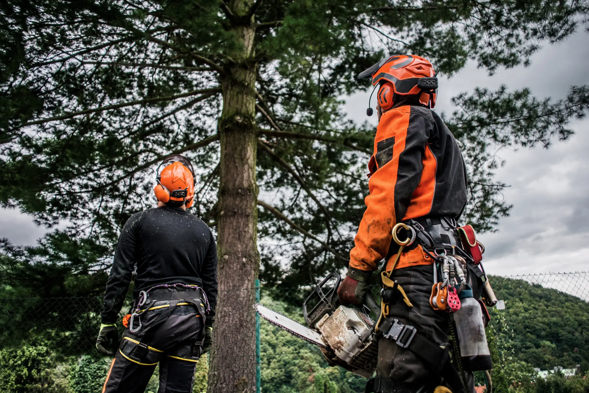 What to Ask When Hiring a Tree Removal Service