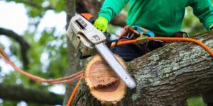 Who to Call for Fallen Tree Removal