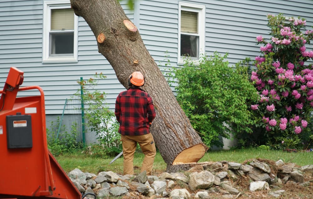 Why Safe Tree Removal Matters for Carytown Properties
