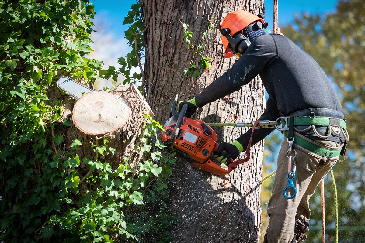 Why Safe Tree Removal Matters for Lakeside Homeowners