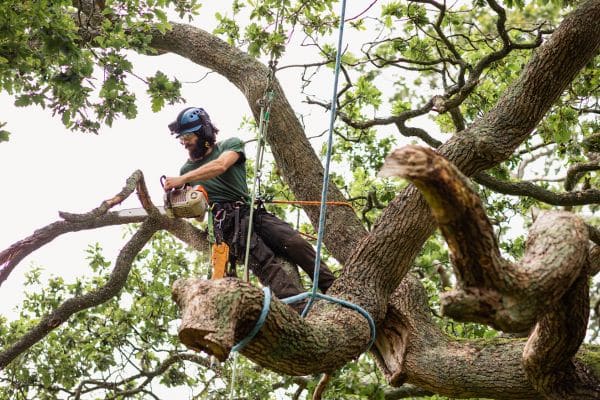 Why Safe Tree Removal Matters for Wellesley Properties