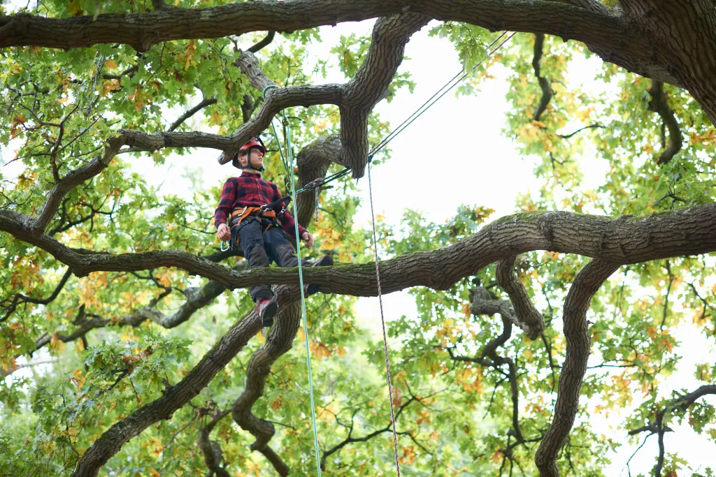 Why Safe Tree Removal Matters in Tuckahoe