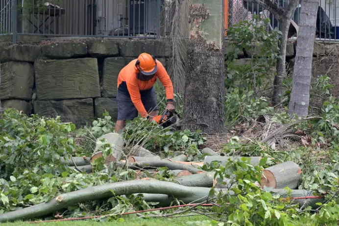 Why Tree Removal Is Important for Bon Air Homes