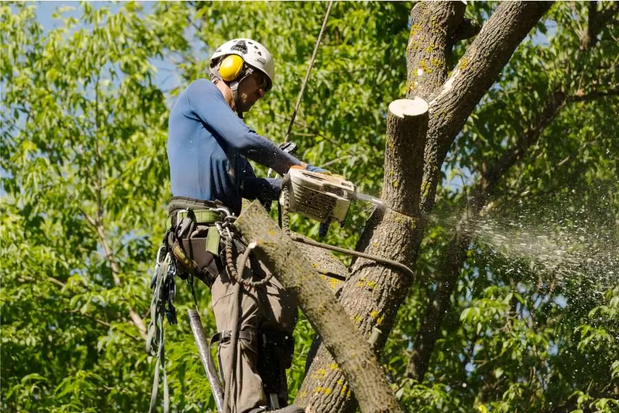 Understanding Tree Removal Permit Requirements in Richmond, VA
