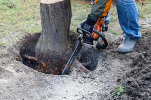 How Soon After Stump Grinding Can You Plant? Timing & Tips Explained