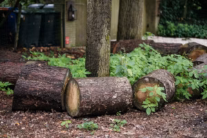 Stump Grinding vs. Stump Removal: Which Is Better?