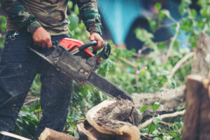 How Much Does Stump Removal Cost? A Complete Pricing Guide
