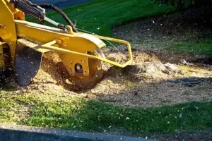 How to Kill Tree Roots After Stump Removal: Simple and Effective Methods?