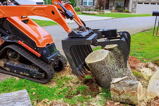 Stump Removal in Carytown